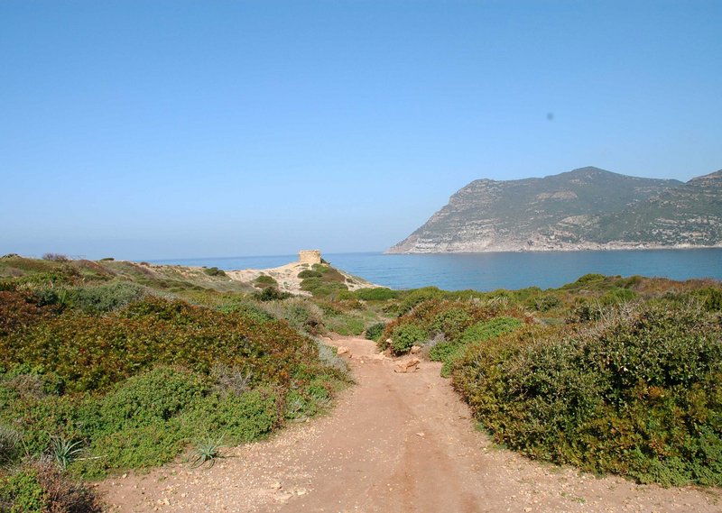 Nelima cf. doriae da Porto Ferro 53 - con biotop